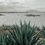Vegetação costeira em primeiro plano diante de uma baía, com montanhas ao fundo, no Espírito Santo.